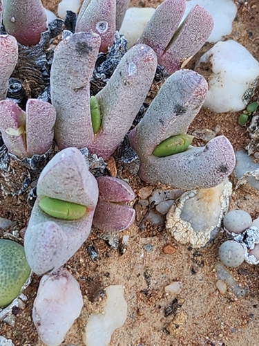 Image of Cephalophyllum spissum by (c) Jo Roberts, some rights reserved (CC BY)