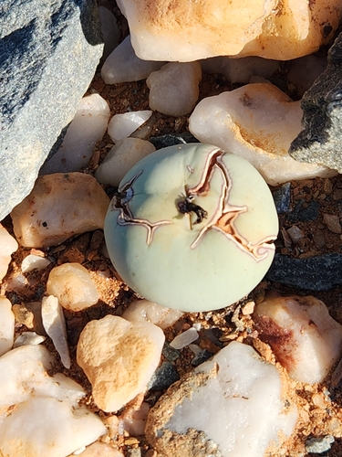 Conophytum calculus