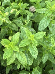 Mentha × piperita