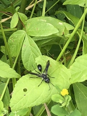 Isodontia auripes