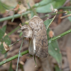Pandesma