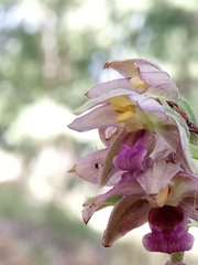 Epipactis helleborine subsp. helleborine image