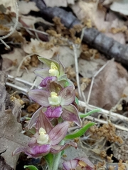 Epipactis helleborine subsp. helleborine image