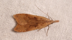 Dichomeris derasella