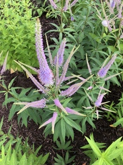 Veronicastrum