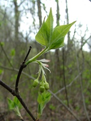 Staphylea trifolia