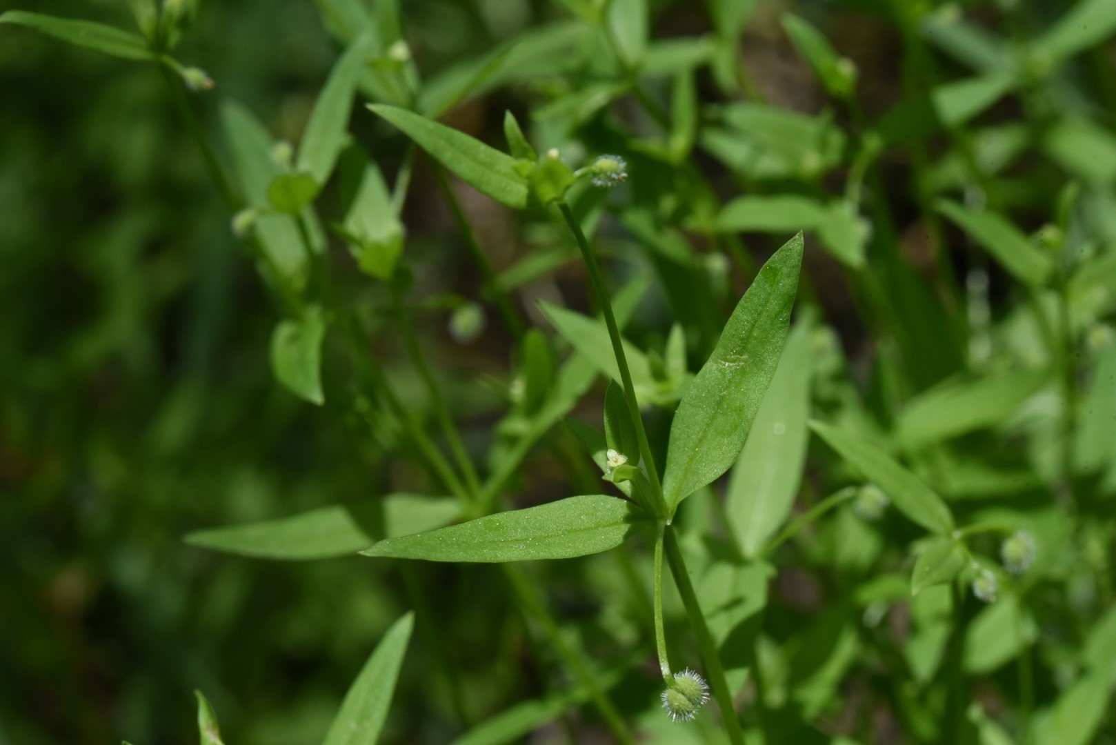 Galium bifolium