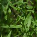 Low Mountain Bedstraw - Photo (c) Bob Sweatt, some rights reserved (CC BY-NC), uploaded by Bob Sweatt