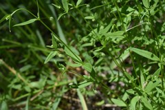 Galium bifolium