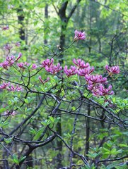 Rhododendron periclymenoides