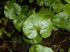 Asarum lemmonii