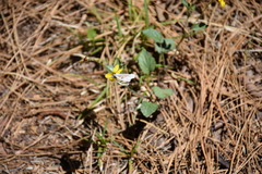 Anthocharis lanceolata