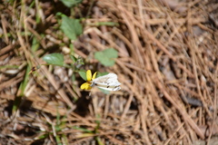 Anthocharis lanceolata