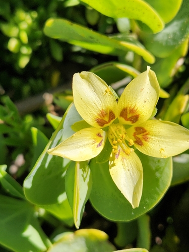 Image of Roepera cordifolia by (c) Jo Roberts, some rights reserved (CC BY)