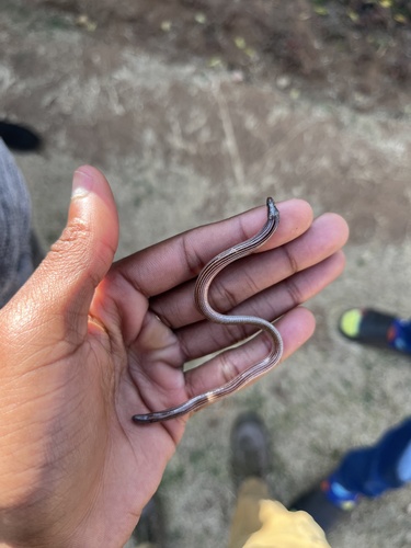 Cregoe's Legless Skink, Acontias cregoi