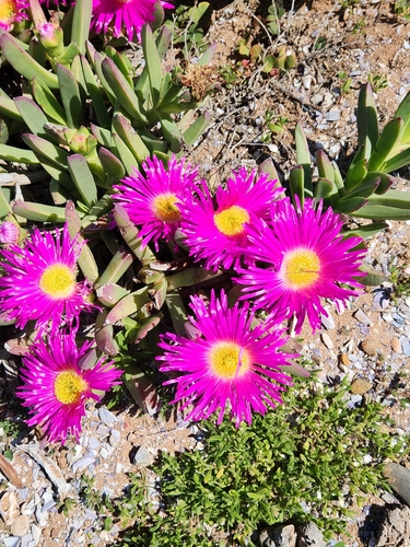 Carpobrotus quadrifidus, photograph 4