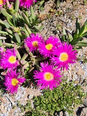 (c) Jo Roberts, some rights reserved (CC BY) Carpobrotus quadrifidus, photograph (c) Jo Roberts, some rights reserved (CC BY)