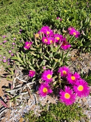 (c) Jo Roberts, some rights reserved (CC BY) Carpobrotus quadrifidus, photograph (c) Jo Roberts, some rights reserved (CC BY)