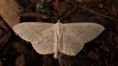 Scopula floslactata