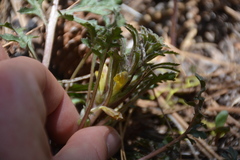 Pedicularis semibarbata