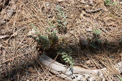 Pedicularis semibarbata