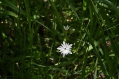 Lithophragma tenellum