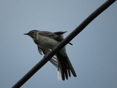 White Wagtail photo 6
