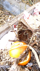 Morpho helenor guerrerensis