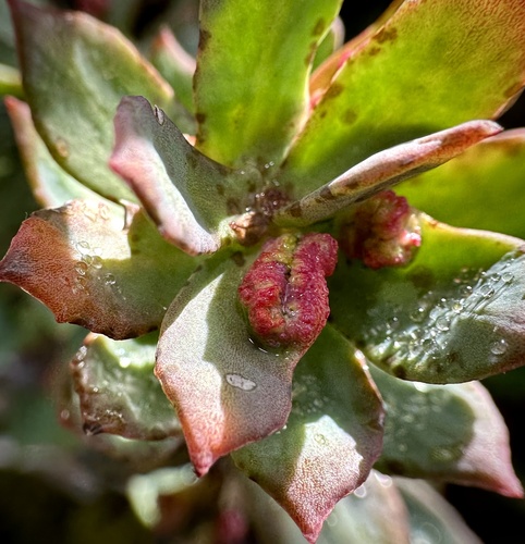 Aceria rhodiolae