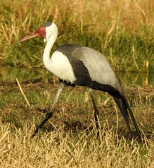 Bugeranus carunculatus