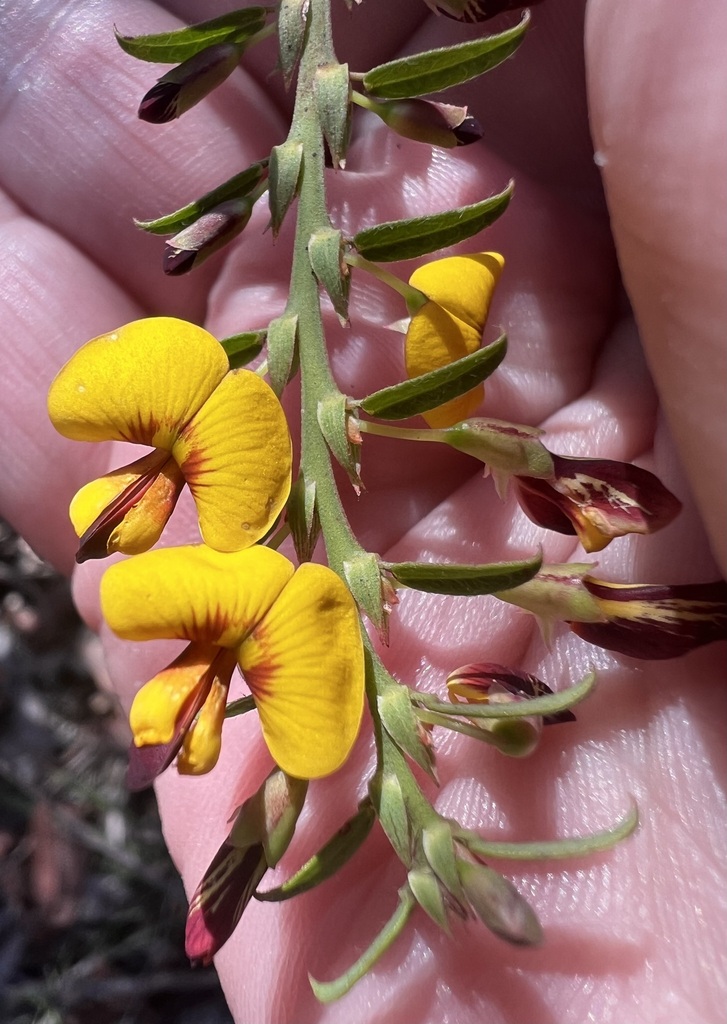 Bossiaea stephensonii
