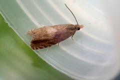Dichrorampha aeratana