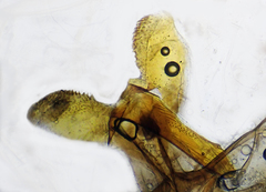 Dichrorampha aeratana