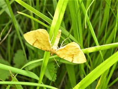 Gandaritis pyraliata