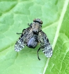 Platystoma seminationis