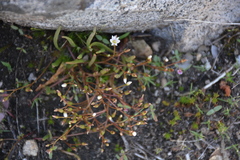 Lewisia triphylla
