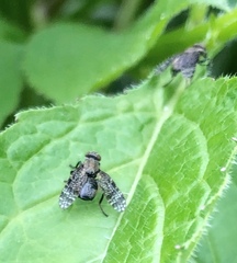 Platystoma seminationis