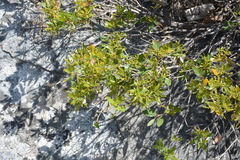 Quercus vacciniifolia