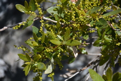 Quercus vacciniifolia