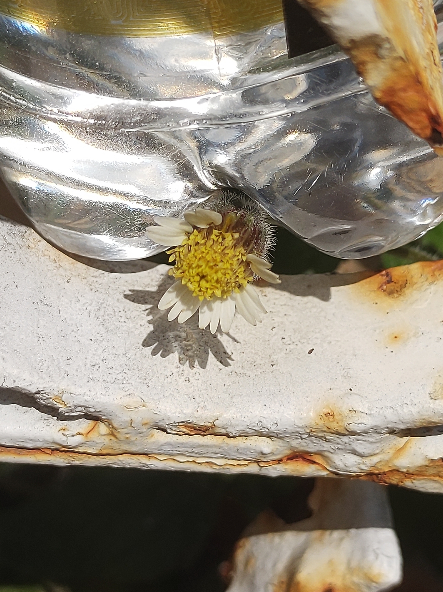 Tridax procumbens