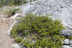 Quercus vacciniifolia