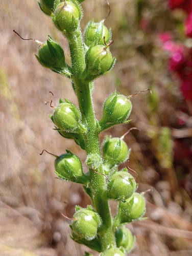 Verbascum virgatum