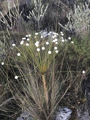 Paepalanthus