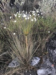 Paepalanthus