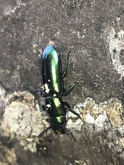 Temnoscheila virescens