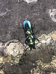 Temnoscheila virescens