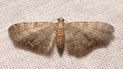 Eupithecia haworthiata