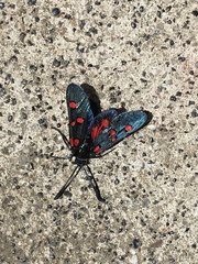 Zygaena lavandulae