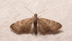 Eupithecia selinata