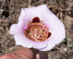 Calochortus vestae